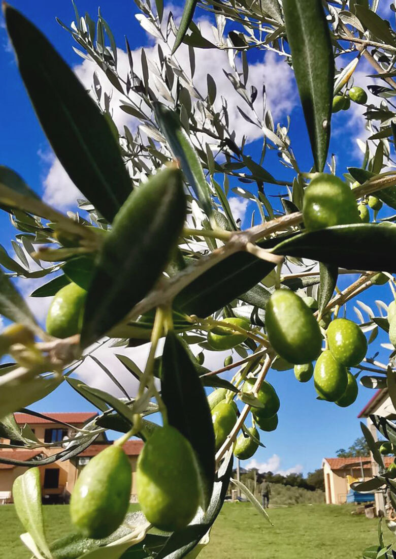 Olivenbaum kurz vor der Ernte