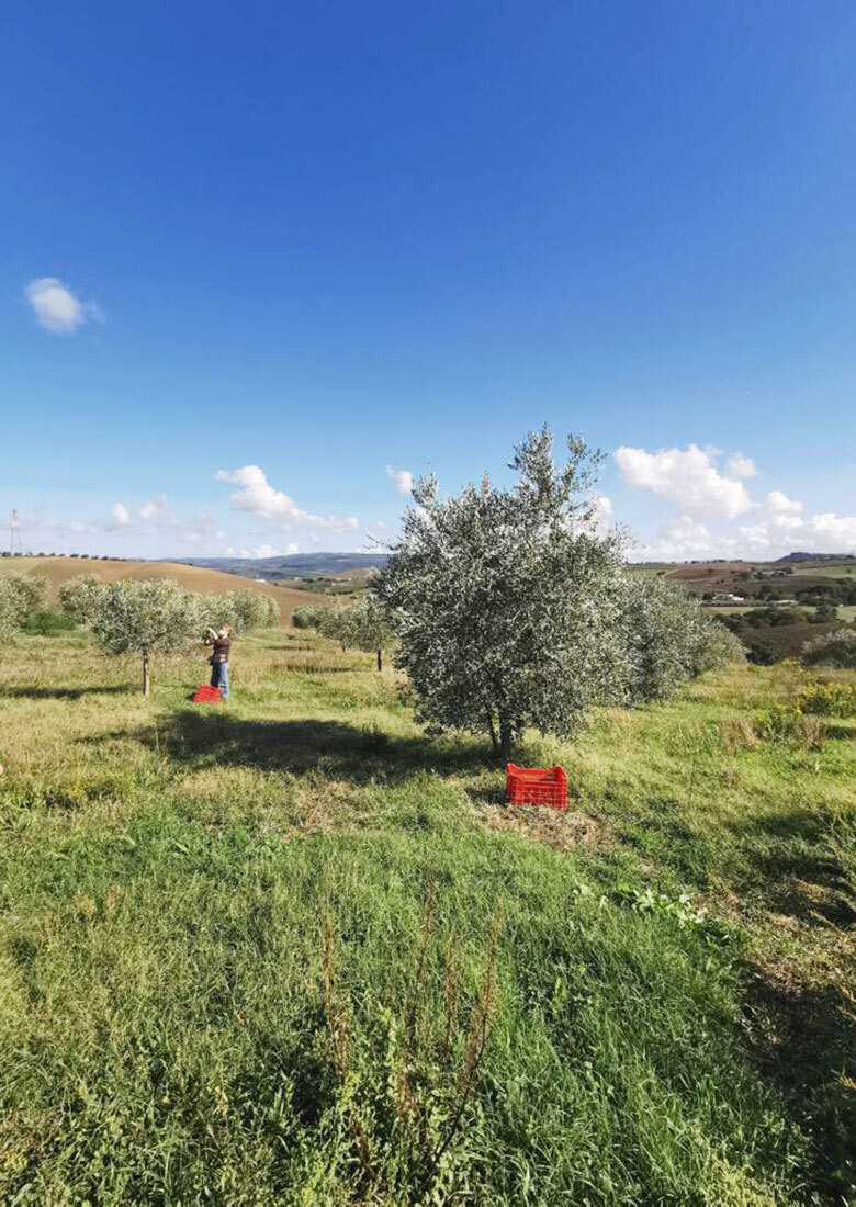 Azienda Agricola Roverella